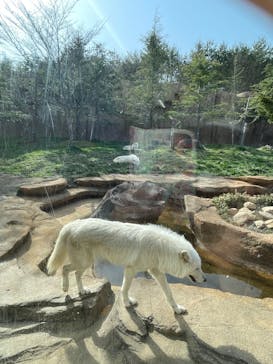 那須どうぶつ王国に投稿された画像（2025/4/19）