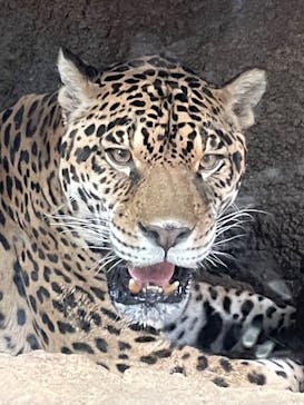 那須どうぶつ王国に投稿された画像（2025/4/19）