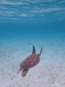 タビワク　宮古島に投稿された画像（2025/4/19）