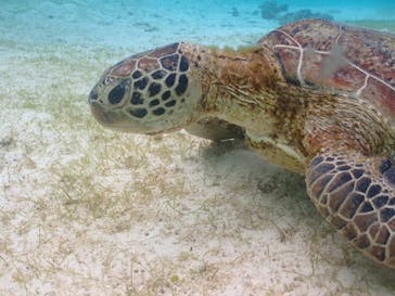 タビワク　宮古島に投稿された画像（2025/4/19）