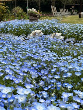 ムーミンバレーパークに投稿された画像（2025/4/19）