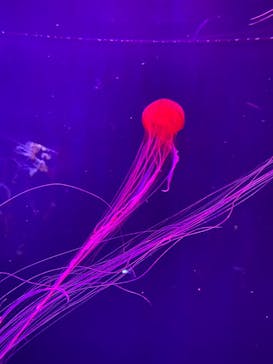 すみだ水族館に投稿された画像（2025/4/19）