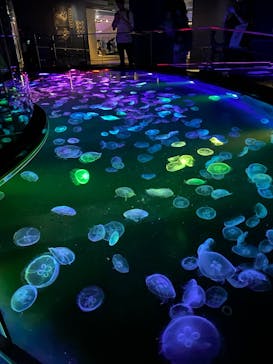 すみだ水族館に投稿された画像（2025/4/19）