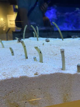 すみだ水族館に投稿された画像（2025/4/19）