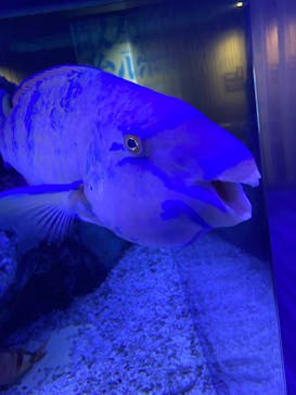 すみだ水族館に投稿された画像（2025/4/19）