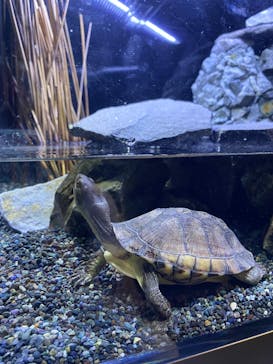 すみだ水族館に投稿された画像（2025/4/19）