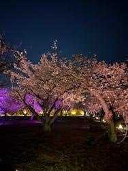 NAKED meets 二条城 2025 桜に投稿された画像（2025/4/19）