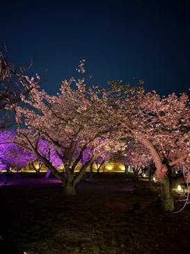 NAKED meets 二条城 2025 観月に投稿された画像（2025/4/19）