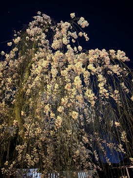 NAKED meets 二条城 2025 観月に投稿された画像（2025/4/19）