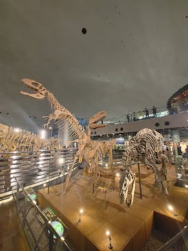 福井県立恐竜博物館に投稿された画像（2025/4/19）