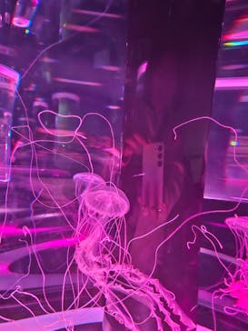 マクセル アクアパーク品川に投稿された画像（2025/4/19）