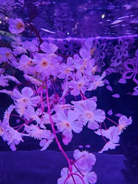 マクセル アクアパーク品川に投稿された画像（2025/4/19）