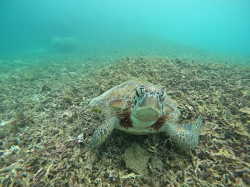 nico 宮古島に投稿された画像（2025/4/19）