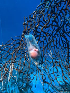 アクアワールド茨城県大洗水族館に投稿された画像（2025/4/19）