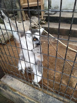 伊豆シャボテン動物公園に投稿された画像（2025/4/19）