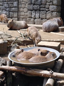 伊豆シャボテン動物公園に投稿された画像（2025/4/19）