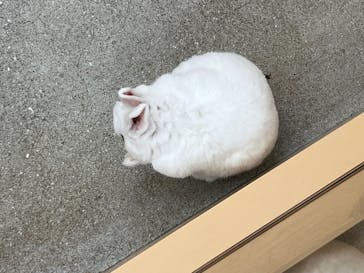 淡路ファームパーク イングランドの丘に投稿された画像（2025/4/20）