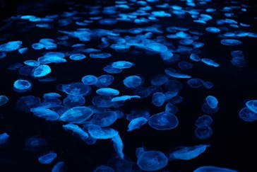 すみだ水族館に投稿された画像（2025/4/20）