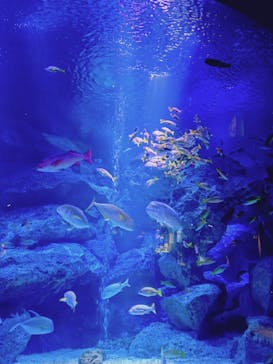 すみだ水族館に投稿された画像（2025/4/20）