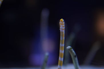 すみだ水族館に投稿された画像（2025/4/20）