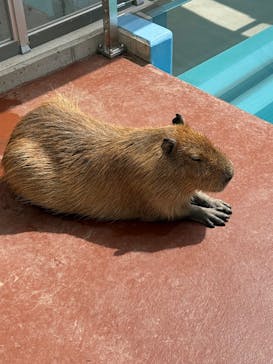 竹島水族館に投稿された画像（2025/4/20）