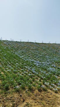 こうべアグリパークネモフィラの丘2025に投稿された画像（2025/4/20）