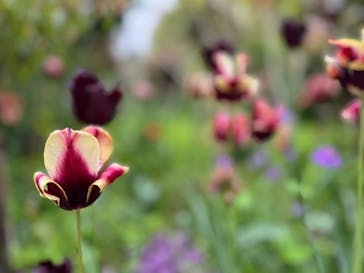 横浜イングリッシュガーデンに投稿された画像（2025/4/20）