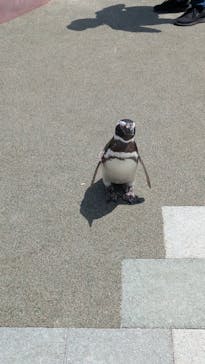 大分マリーンパレス水族館 「うみたまご」に投稿された画像（2025/4/20）