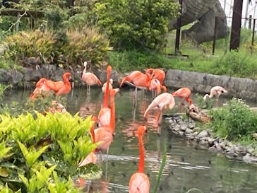 名古屋市東山動植物園に投稿された画像（2025/4/20）
