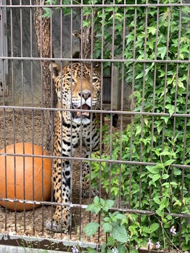 名古屋市東山動植物園に投稿された画像（2025/4/20）