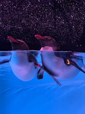 AOAO SAPPOROに投稿された画像（2025/4/20）