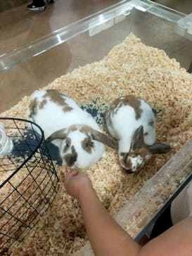 いきもの探検隊上尾に投稿された画像（2025/4/20）