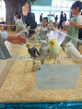 いきもの探検隊上尾に投稿された画像（2025/4/20）