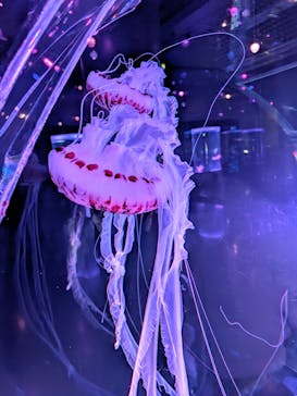 マクセル アクアパーク品川に投稿された画像（2025/4/20）