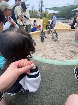 大分マリーンパレス水族館 「うみたまご」に投稿された画像（2025/4/20）