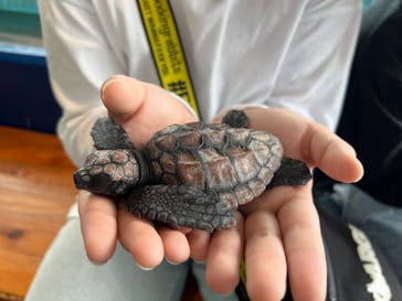 串本海中公園水族館に投稿された画像（2025/4/20）