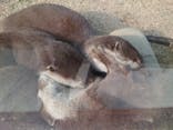 しろとり動物園に投稿された画像（2025/4/20）