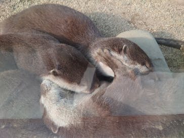 しろとり動物園に投稿された画像（2025/4/20）