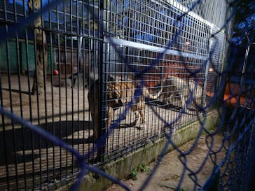 しろとり動物園に投稿された画像（2025/4/20）