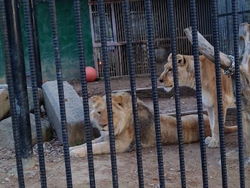しろとり動物園に投稿された画像（2025/4/20）