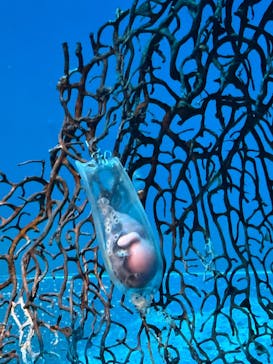 アクアワールド茨城県大洗水族館に投稿された画像（2025/4/20）