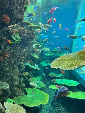 鴨川シーワールドに投稿された画像（2025/4/20）