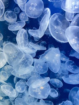 鴨川シーワールドに投稿された画像（2025/4/20）