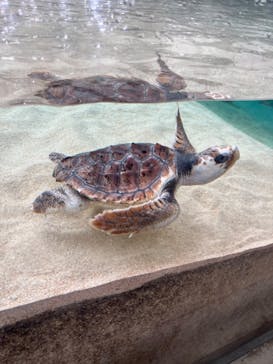 鴨川シーワールドに投稿された画像（2025/4/20）