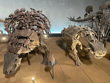 福井県立恐竜博物館に投稿された画像（2025/4/20）