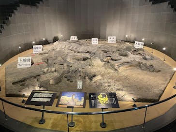 福井県立恐竜博物館に投稿された画像（2025/4/20）