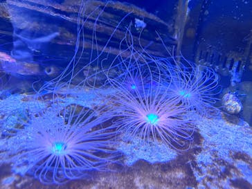 AQUARIUM × ART　atoaに投稿された画像（2025/4/20）