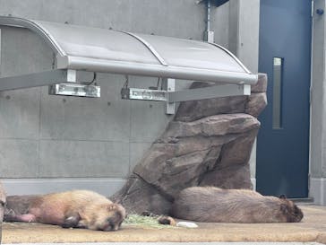 AQUARIUM × ART　atoaに投稿された画像（2025/4/20）