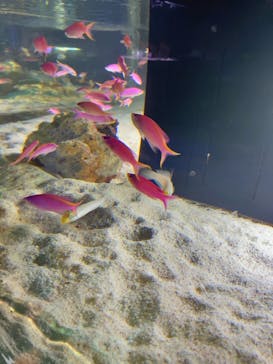 マクセル アクアパーク品川に投稿された画像（2025/4/20）