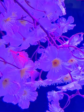 マクセル アクアパーク品川に投稿された画像（2025/4/20）